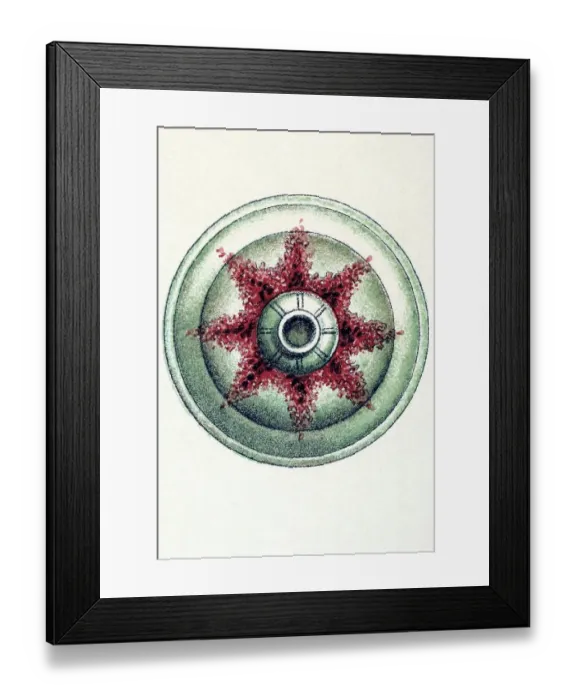 Framed Print : Historical illustration, Siphonophorae Framed Print : Historical illustration, Siphonophorae