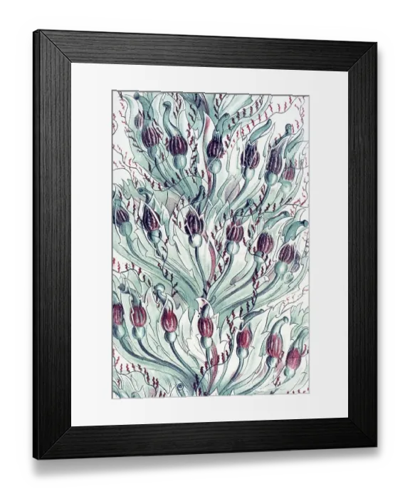 Framed Print : Historical illustration, Siphonophorae