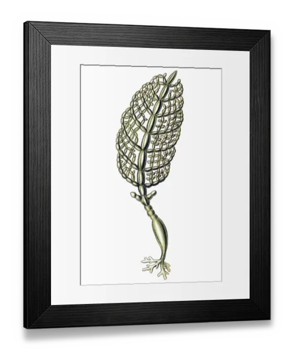 Framed Print : Historical illustration, Siphoneae Framed Print : Historical illustration, Siphoneae