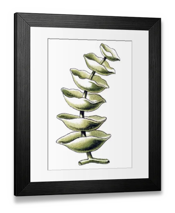 Framed Print : Historical illustration, Siphoneae Framed Print : Historical illustration, Siphoneae