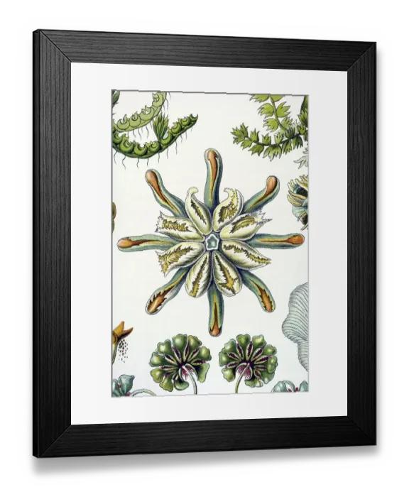 Framed Print : Historical illustration, Hepatics