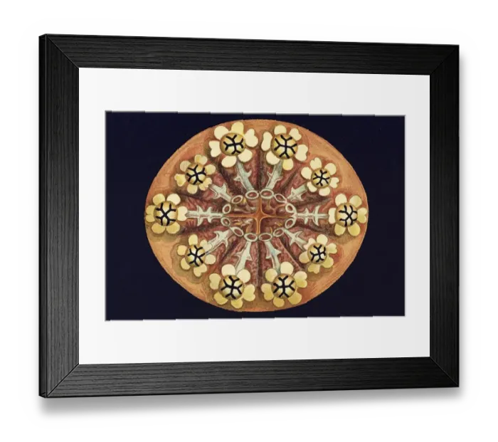 Framed Print : Historical illustration, Ascidiacea Framed Print : Historical illustration, Ascidiacea