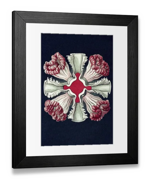 Framed Print : Historical illustration, Discomedusae