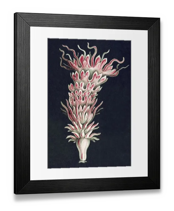 Framed Print : Titel Discomedusae scyphozoans jellyfish Desctiption Discomedusae  /  Scheibenquallen