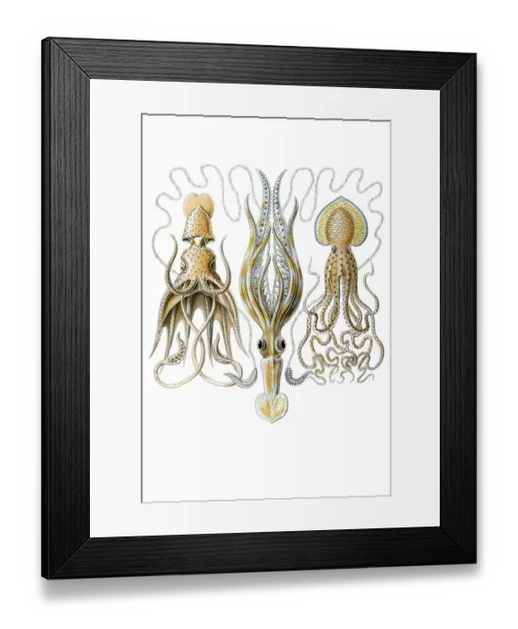 Framed Print : Titel Gamochonia octopus Desctiption Gamochonia / Trichterkraken Framed Print : Titel Gamochonia octopus Desctiption Gamochonia / Trichterkraken