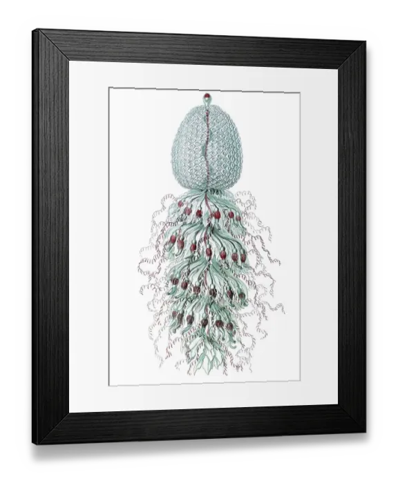 Framed Print : Titel Siphonophorae scyphozoans jellyfish Desctiption Siphonophorae  /  Staatsquallen
