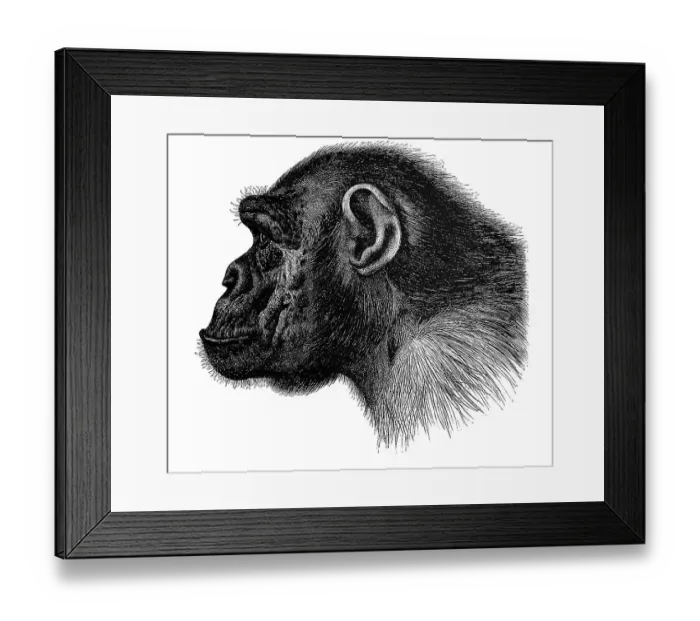 Framed Print : Illustration, portrait of a chimpanzee, profile