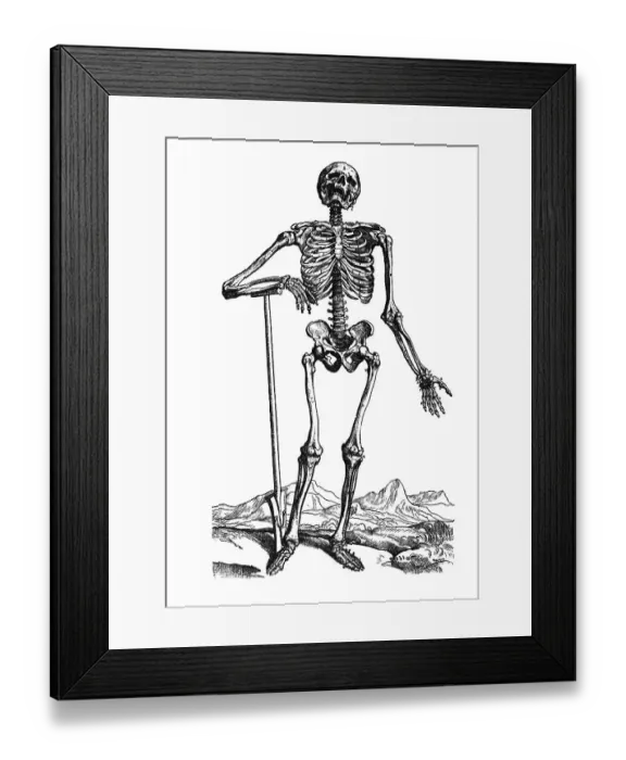 Framed Print : Woodcut, first anatomically correct illustration of the human skeleton Framed Print : Woodcut, first anatomically correct illustration of the human skeleton