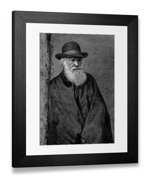 Framed Print : Historical image, Charles Darwin at the age of 72 Framed Print : Historical image, Charles Darwin at the age of 72