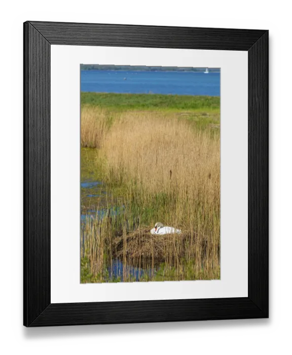 Framed Print : Swan, nest, nature reserve, NSG Geltinger Birk