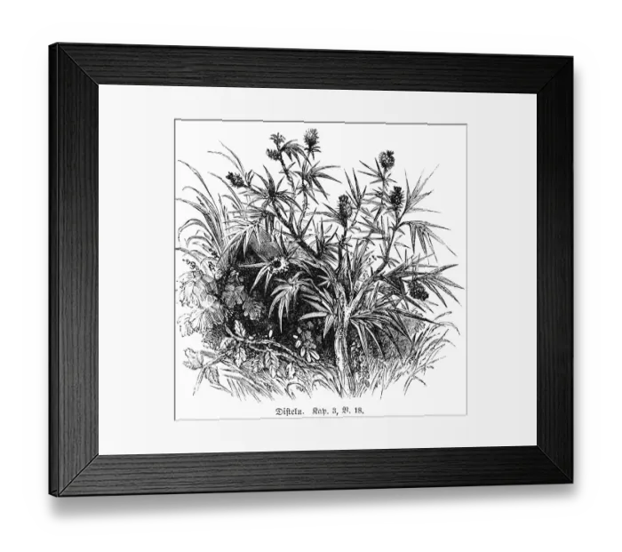 Framed Print : Thistles, plant, blossoms, leaves Framed Print : Thistles, plant, blossoms, leaves