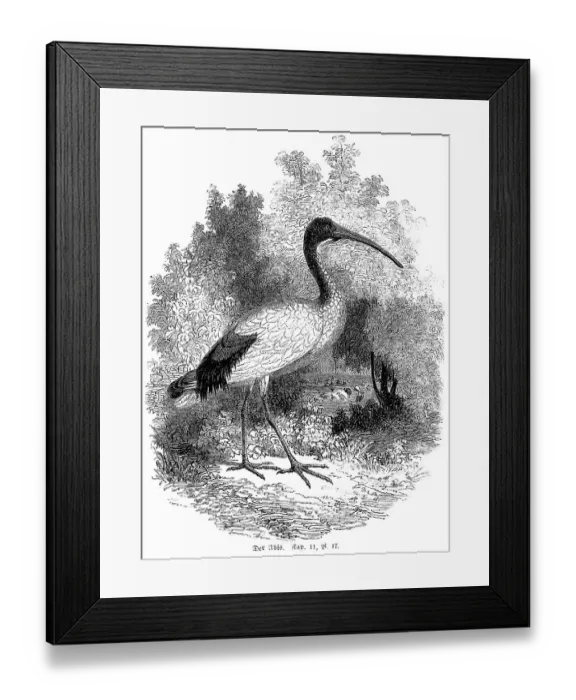 Framed Print : The ibis, Leviticus chapter 11 verse 17