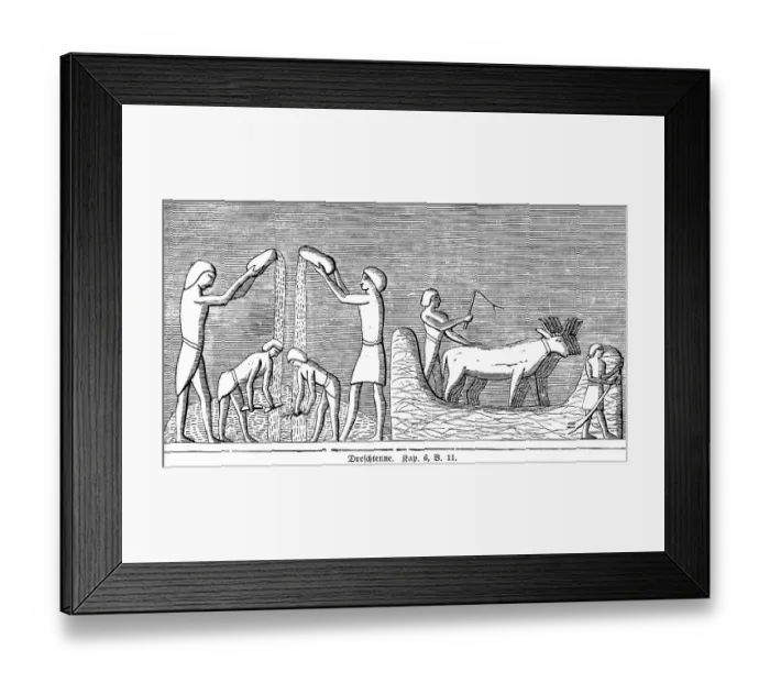 Framed Print : Threshing Harrow, Agriculture, Grain