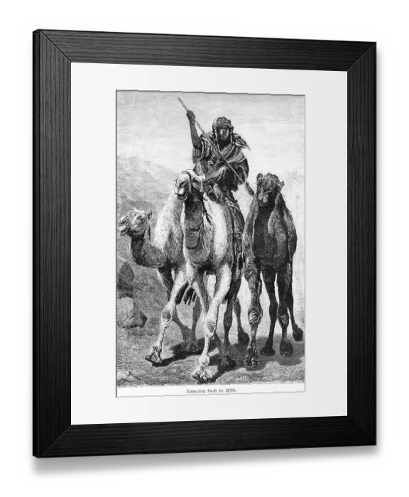 Framed Print : Camel ride through the desert, Egypt Framed Print : Camel ride through the desert, Egypt