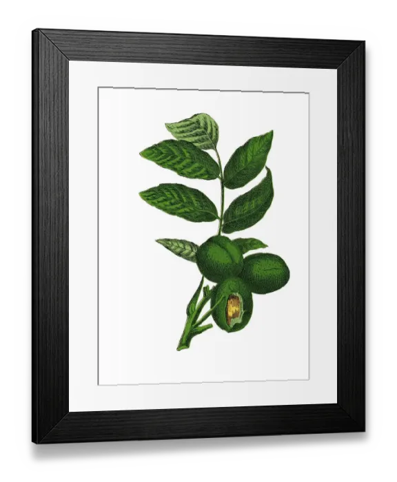 Framed Print : Common Walnut Tree, historical illustration