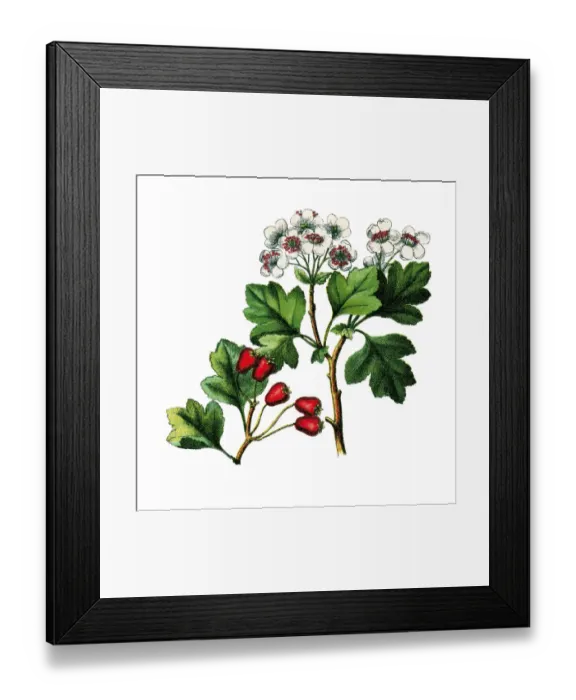 Framed Print : Common Hawthorn, historical illustration Framed Print : Common Hawthorn, historical illustration