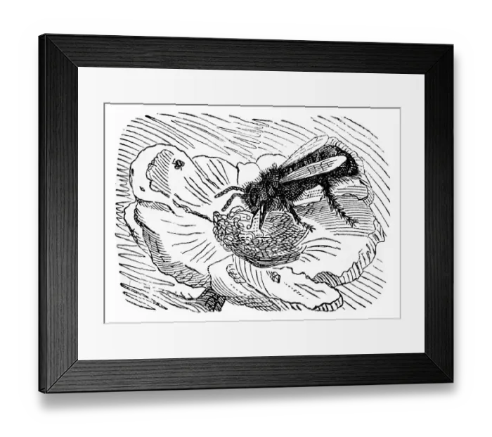 Framed Print : Bee sucking up nectar, historical illustration from: Marie Adenfeller