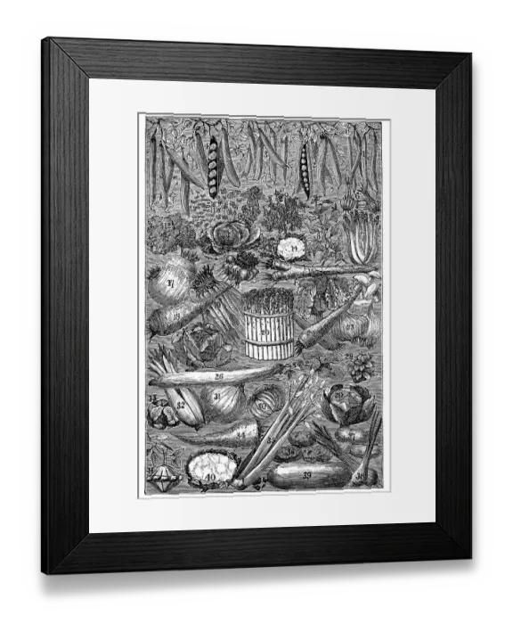 Framed Print : Vegetables, historical illustration from: Marie Adenfeller Framed Print : Vegetables, historical illustration from: Marie Adenfeller