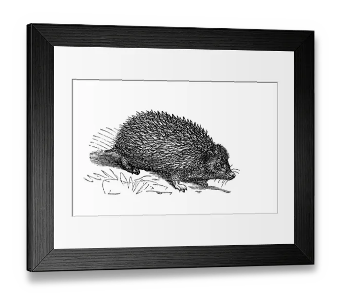 Framed Print : Hedgehog, historical illustration from: Marie Adenfeller