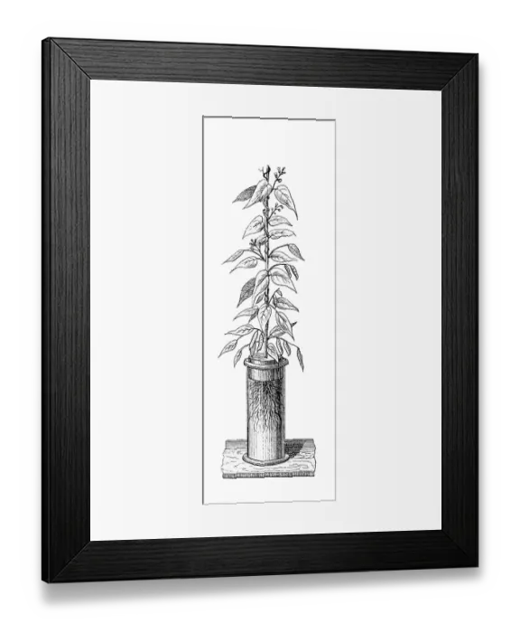 Framed Print : Plant culture, historical illustration from: Theodor Lange