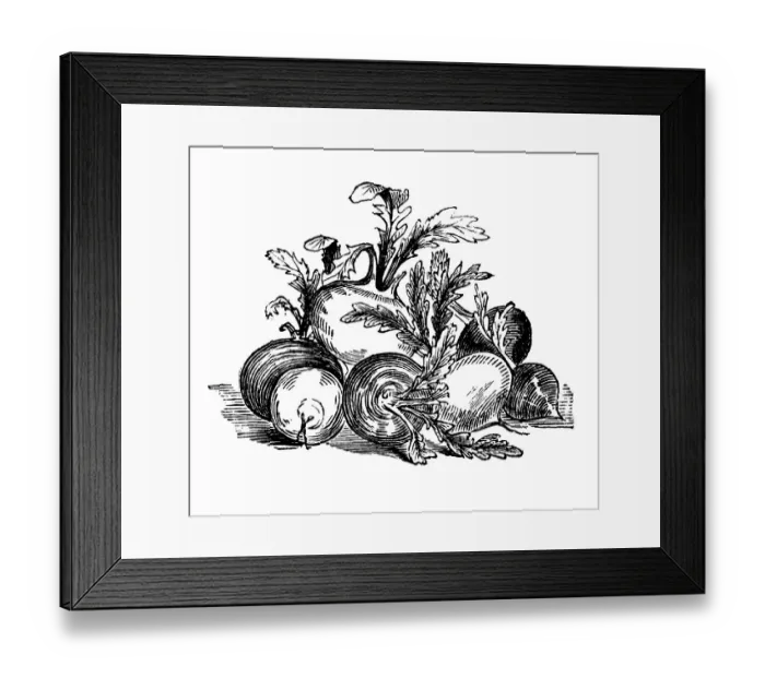 Framed Print : Beet, historical illustration from: Marie Adenfeller Framed Print : Beet, historical illustration from: Marie Adenfeller