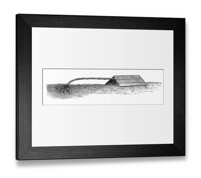 Framed Print : Standard rose, lying, historical illustration Framed Print : Standard rose, lying, historical illustration