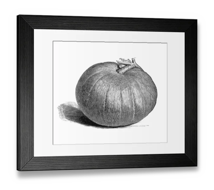 Framed Print : Pumpkin Framed Print : Pumpkin