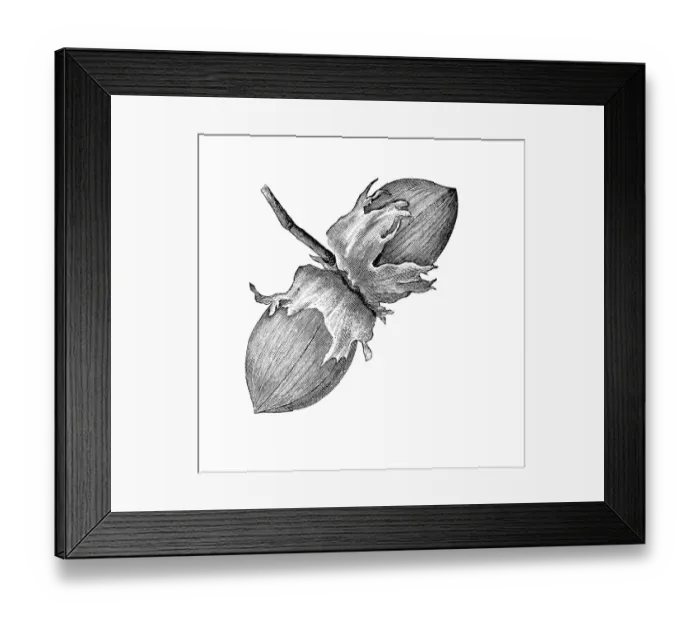 Framed Print : Hazelnuts, historical illustration