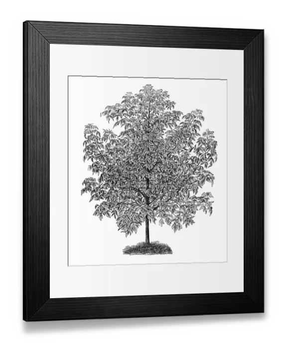 Framed Print : Pied Box Elder, historical illustration