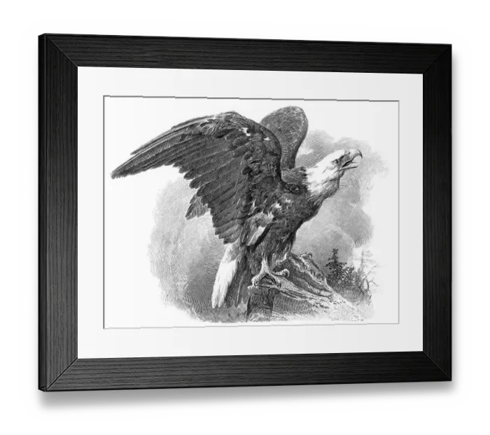 Framed Print : Historic share certificate, detailed view of the vignette