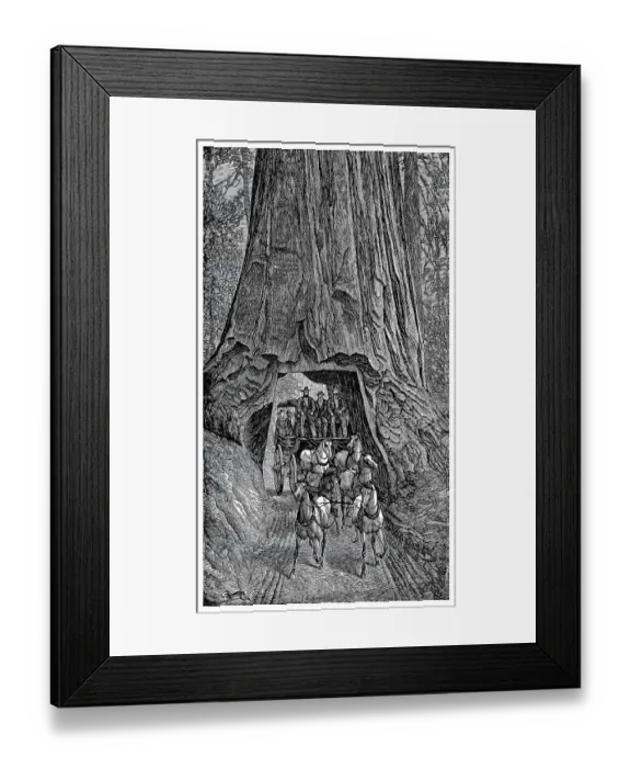 Framed Print : Carriage ride through a giant redwood tree (Sequoia) in Muir Woods National Monument