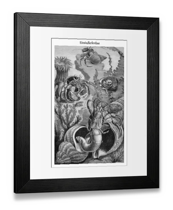 Framed Print : Graphic depiction, Hermit Crabs (Paguridae) Framed Print : Graphic depiction, Hermit Crabs (Paguridae)