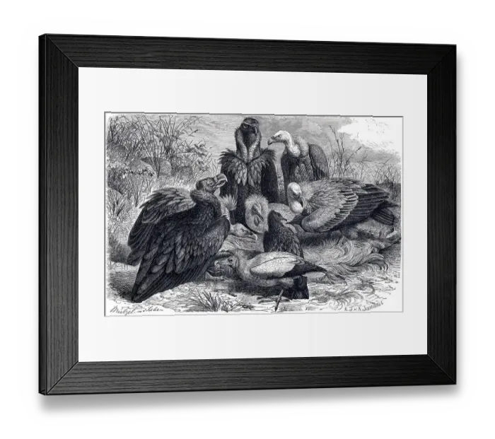 Framed Print : Illustration, from left, Cinereous Vulture (Vultur cinereus)