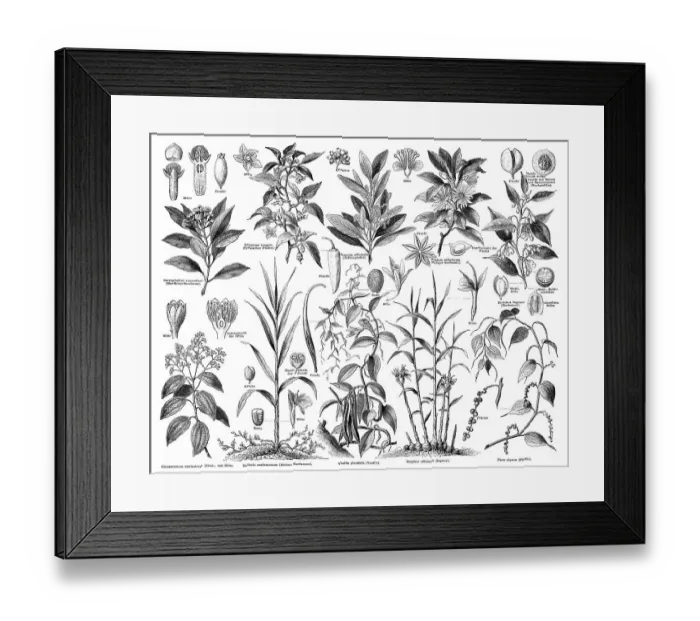 Framed Print : Illustration, herbs, Meyers Konversations-Lexikon encyclopaedia Framed Print : Illustration, herbs, Meyers Konversations-Lexikon encyclopaedia