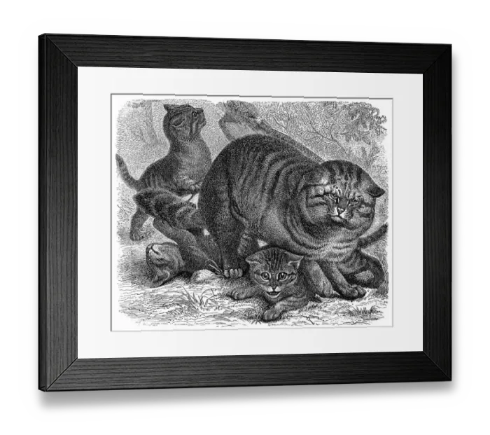 Framed Print : Historic illustration of wildcats (Felis silvestris)