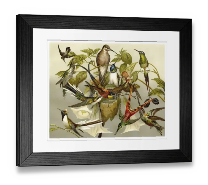 Framed Print : Historic illustration of hummingbirds (Trochilidae) Framed Print : Historic illustration of hummingbirds (Trochilidae)