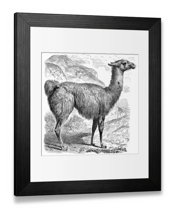 Framed Print : Historic illustration of a llama (Llama glama)