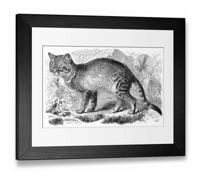 Framed Print : Historic illustration of an African wildcat