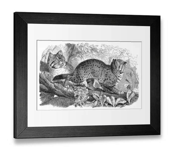 Framed Print : Historic illustration, felis undata (Felis undata) Framed Print : Historic illustration, felis undata (Felis undata)