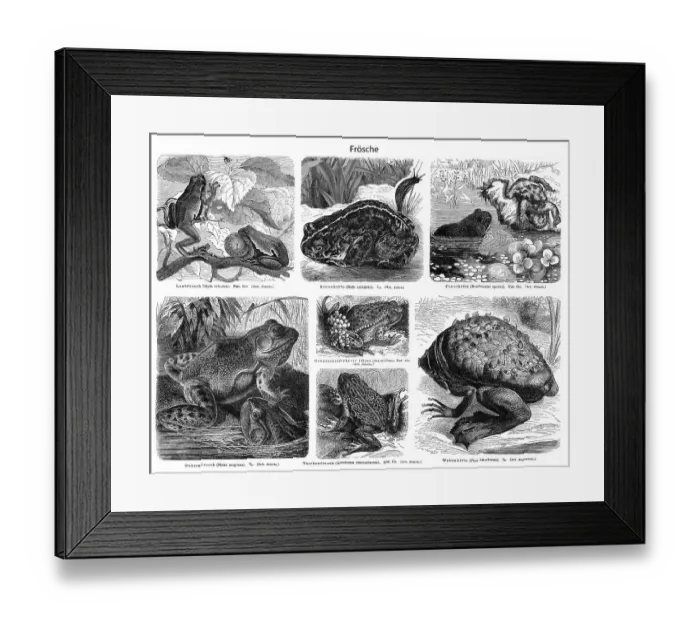 Framed Print : Historic illustration of frogs and toads (Anura) Framed Print : Historic illustration of frogs and toads (Anura)