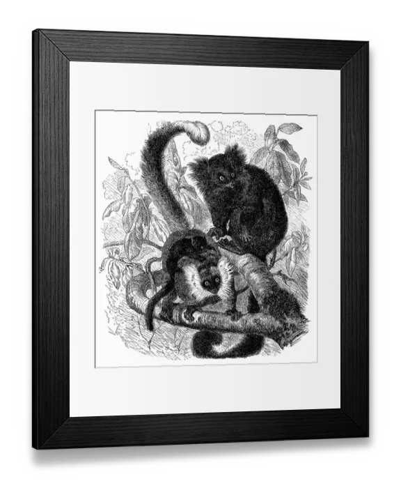 Framed Print : Historic illustration of black lemurs (Eulemur macaco) Framed Print : Historic illustration of black lemurs (Eulemur macaco)