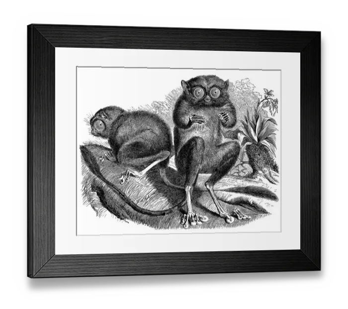 Framed Print : Historic illustration of tarsiers (Tarsiidae)