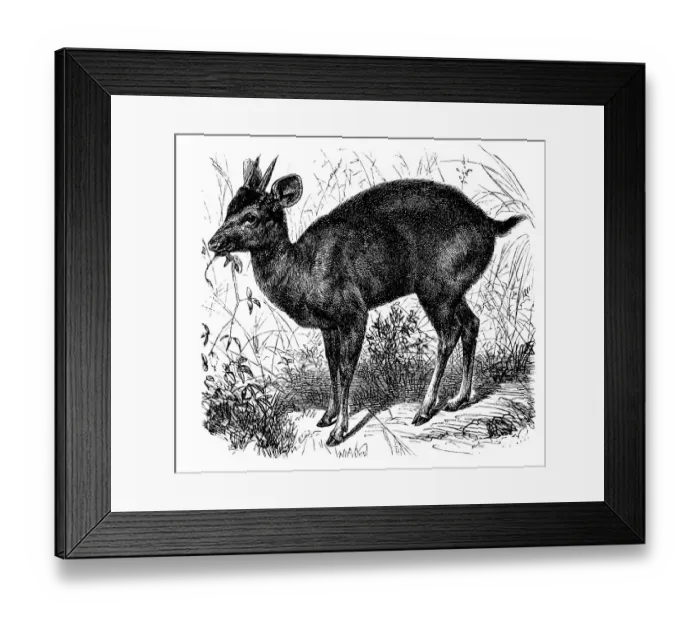 Framed Print : Historic illustration of a cuagu pita (Cervus rufus)