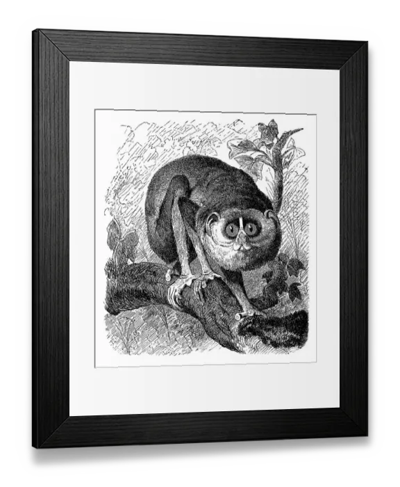Framed Print : Historic illustration of a gray slender loris (Loris lydekkerianus) Framed Print : Historic illustration of a gray slender loris (Loris lydekkerianus)