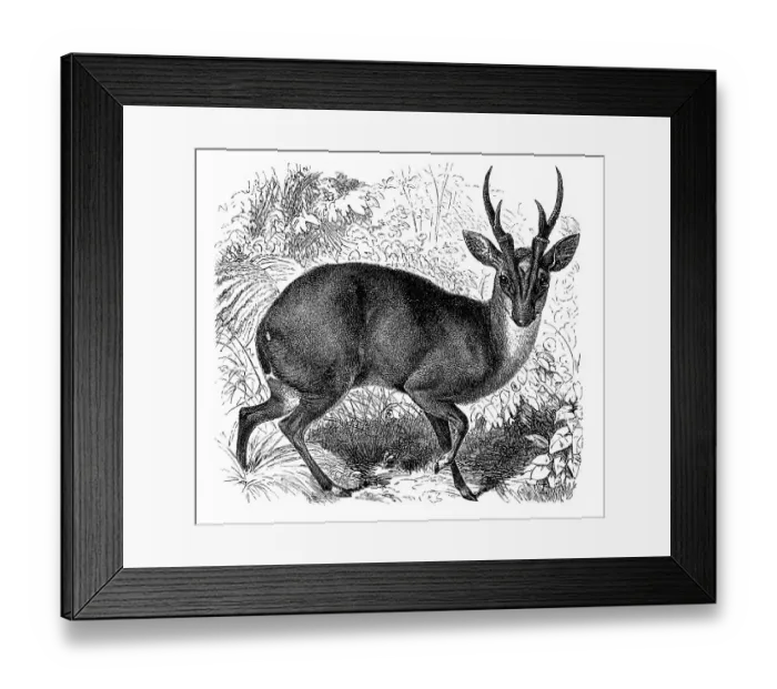 Framed Print : Historic illustration of a muntjac