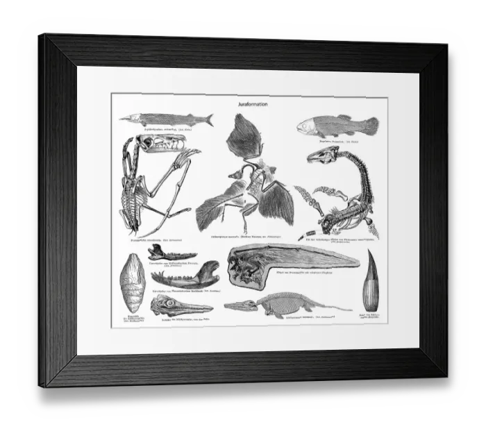 Framed Print : Historic illustration of fossils from the Jurassic