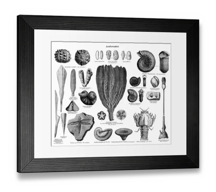 Framed Print : Historic illustration of fossils from the Jurassic Framed Print : Historic illustration of fossils from the Jurassic
