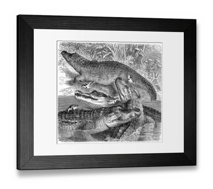 Framed Print : Historical graphic representation