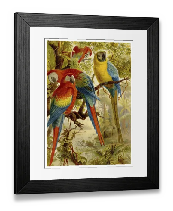 Framed Print : Historical graphic representation Framed Print : Historical graphic representation