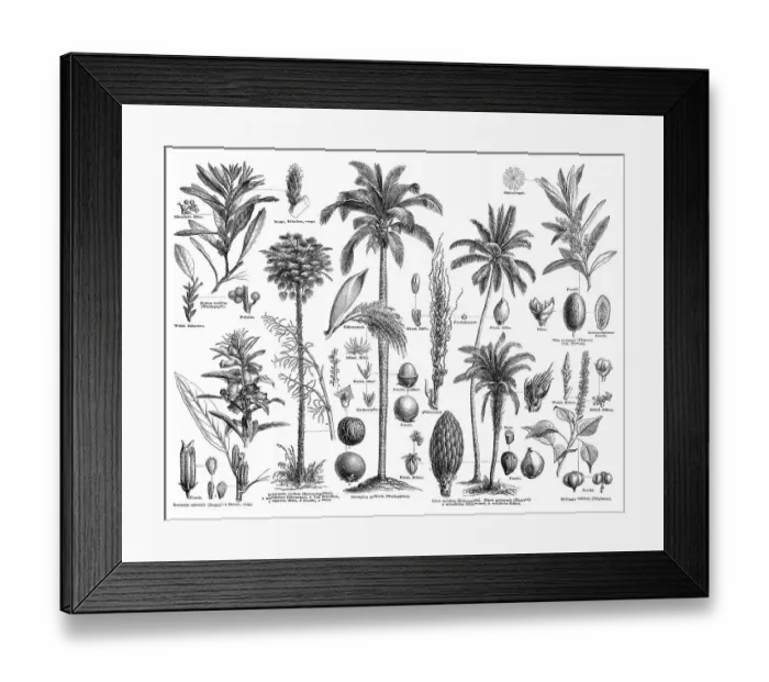 Framed Print : Historical graphic representation Framed Print : Historical graphic representation